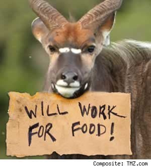 antelope