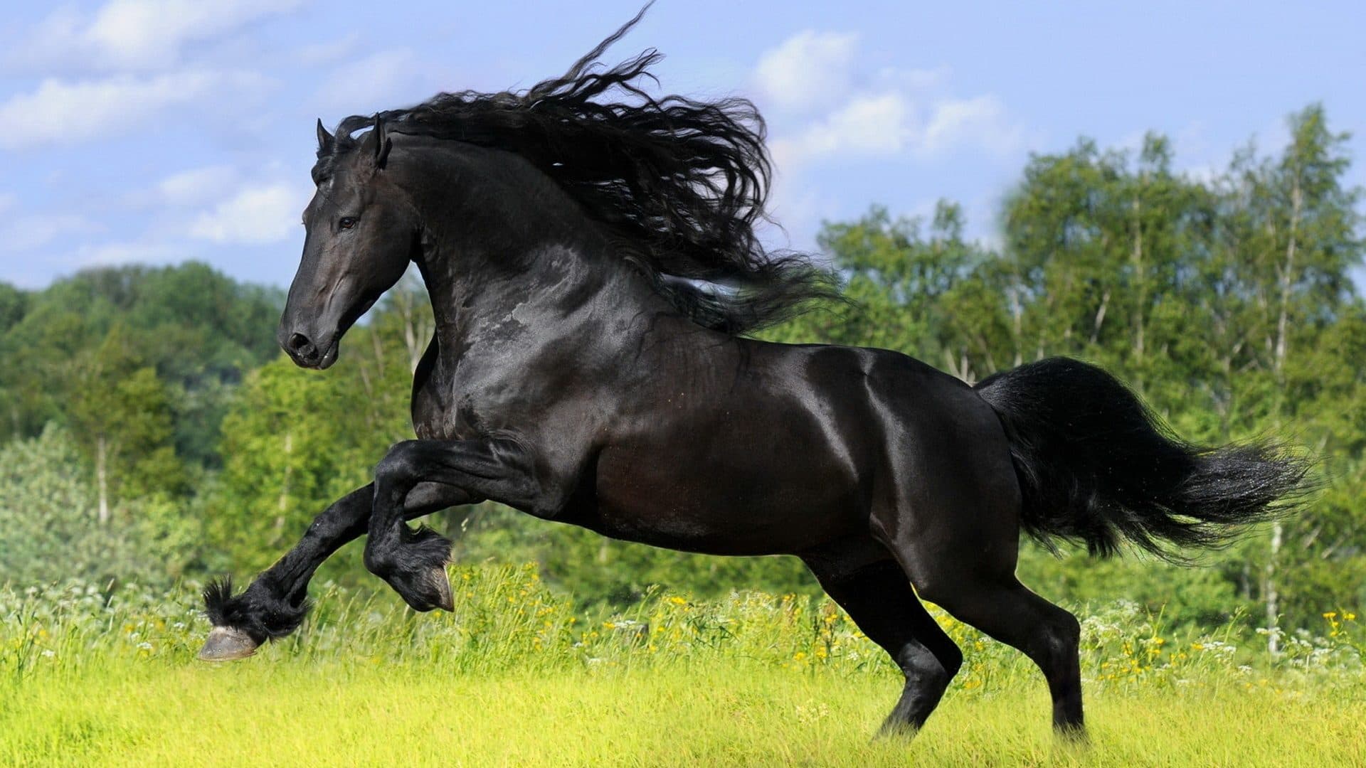 black_beauty