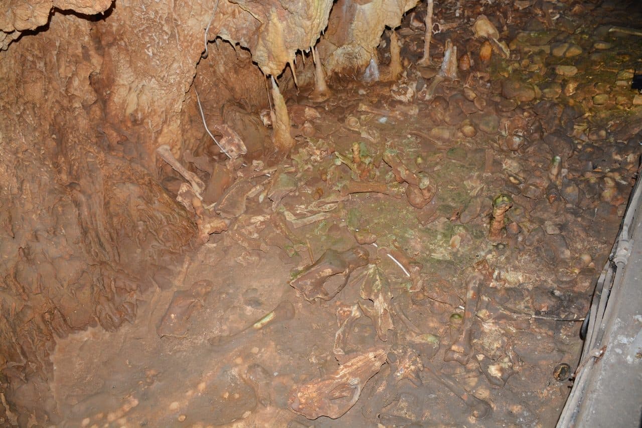 Pestera Ursilor 4